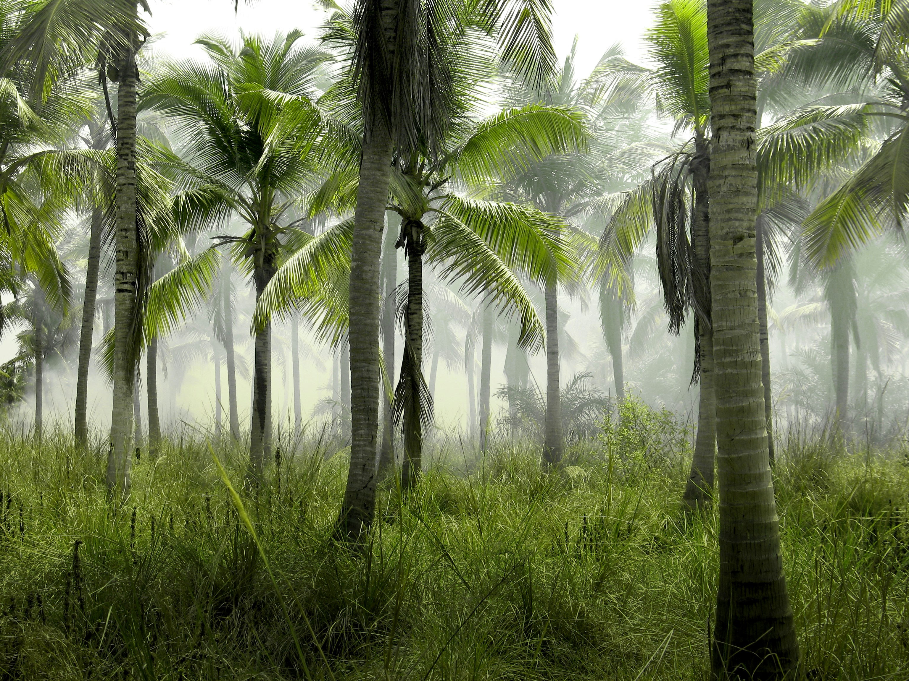 Misty tropical palm forest